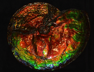 20" Exceptional Ammonite