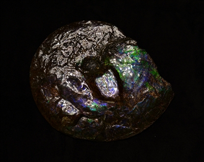 12" dark blue ammonite