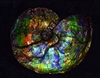 18" Ammonite with Mosasaur bite