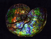 Ammonite with Mosasaur bite marks