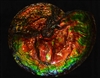 20" Exceptional Ammonite