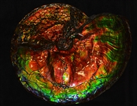 20" Exceptional Ammonite