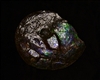 12" dark blue ammonite